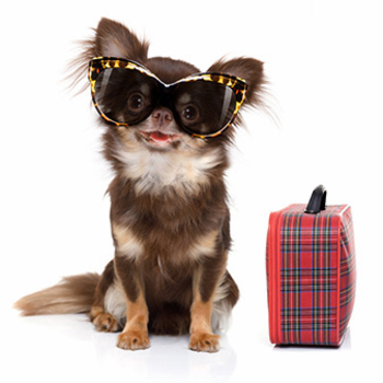 Der Flug für den Luxushund